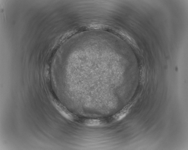 X0000081280361200701251634