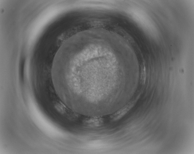 X0000081280383200701251634