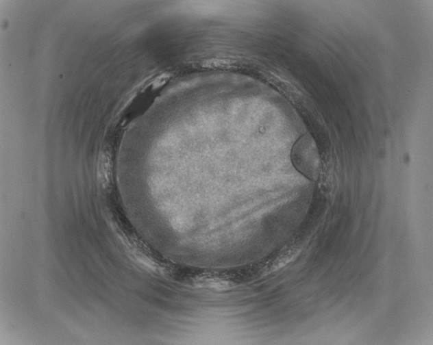 X0000081280648200701251629