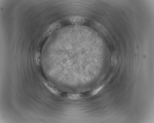 X0000081280671200701251629