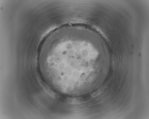 X0000081280679200701251628