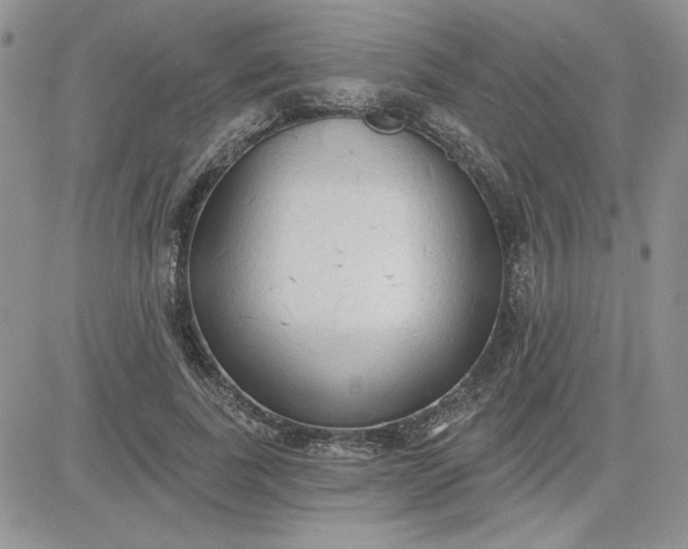 X0000081280739200701251627