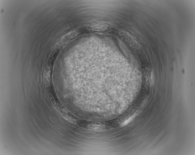 X0000081280745200701251627