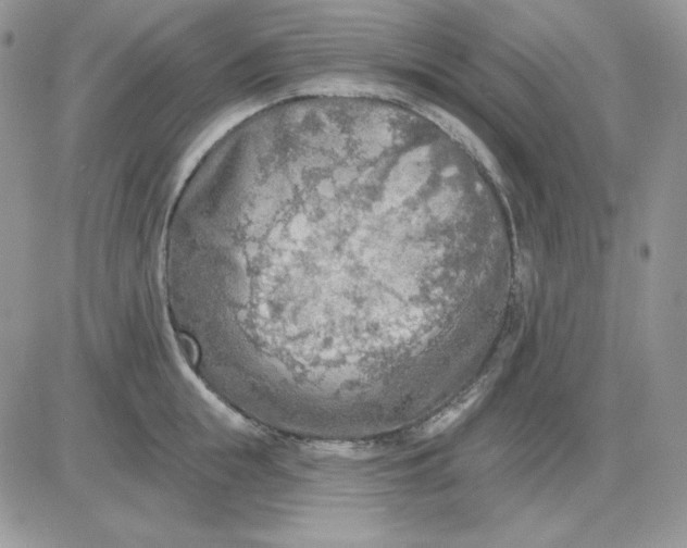 X0000081280855200701251626