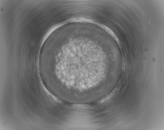 X0000081280863200701251626