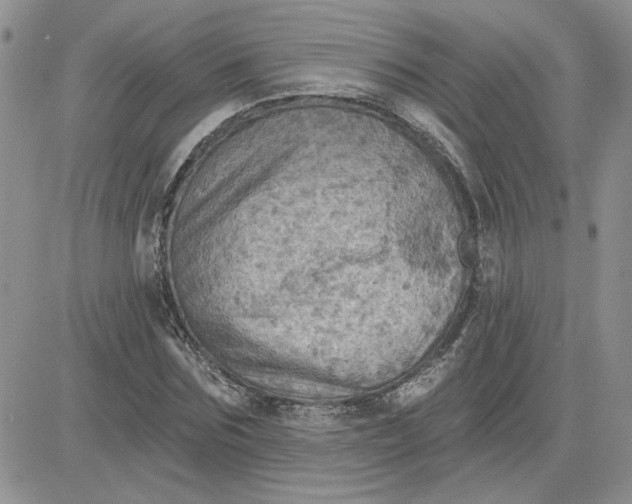 X0000081280875200701251625