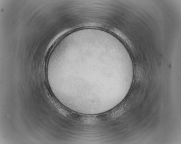 X0000081280886200701251625