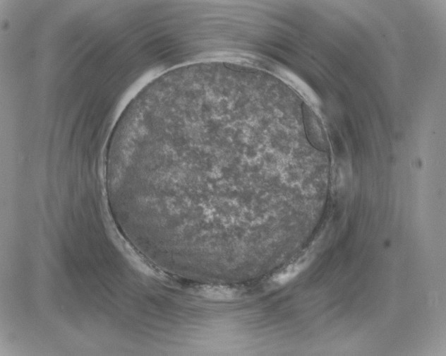 X0000081280907200701251625