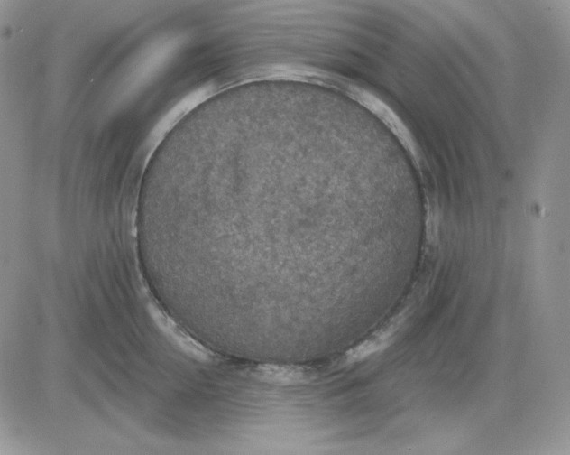 X0000081280954200701251624