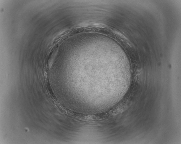 X0000081280966200701251624