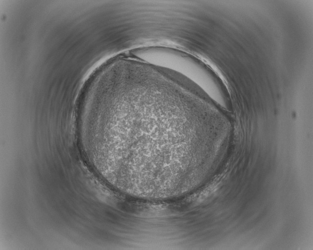 X0000081280975200701251624