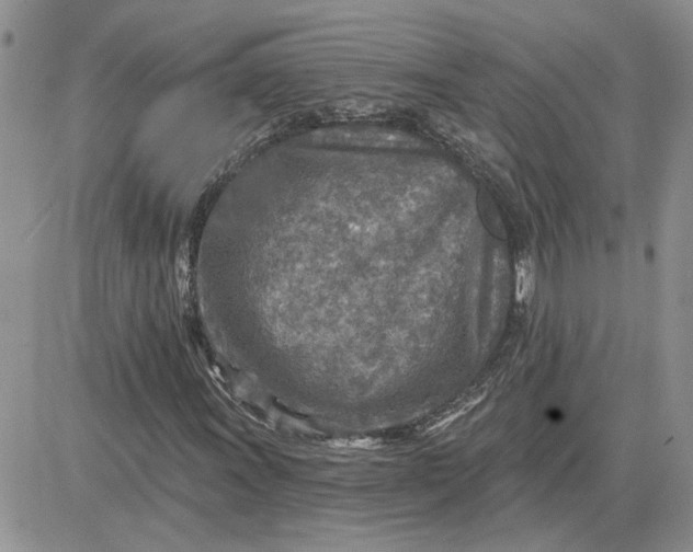 X0000081281011200701251622