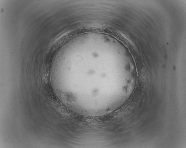 X0000081281015200701251622