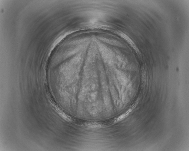 X0000081281023200701251622