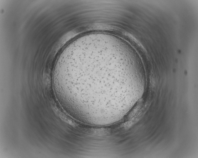 X0000081281025200701251622