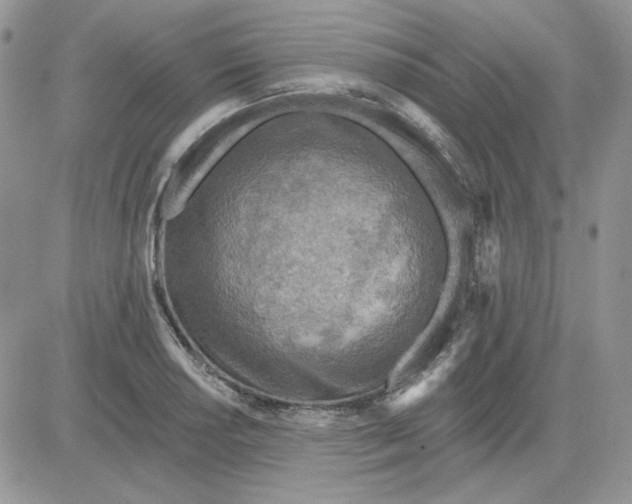 X0000081281034200701251623