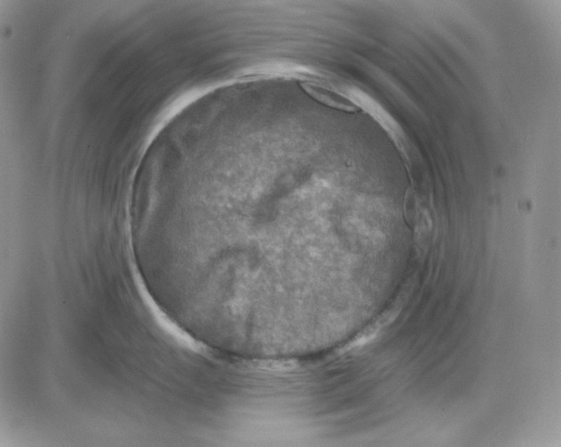 X0000081281055200701251623