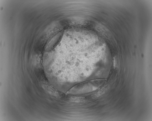 X0000081281059200701251622