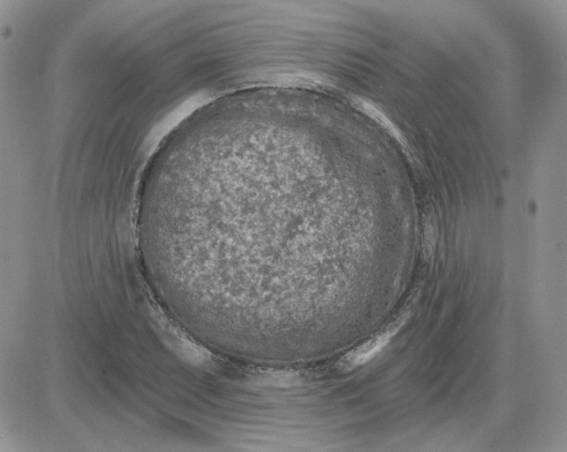 X0000081281071200701251622