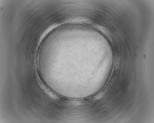 X0000081281086200701251622