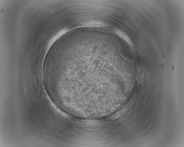 X0000081281087200701251622