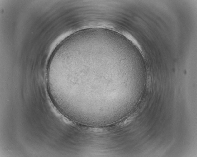 X0000081281088200701251622