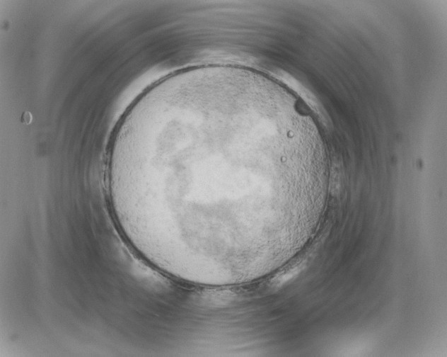 X0000081281094200701251622