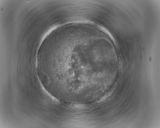 X0000081281095200701251622