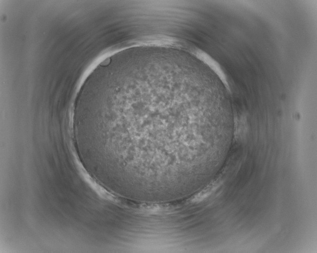 X0000081281099200701251621