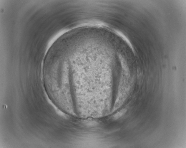 X0000081281103200701251621