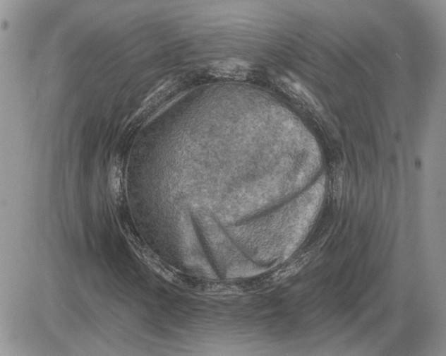 X0000081281154200701251621