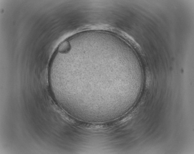 X0000081281174200701251620