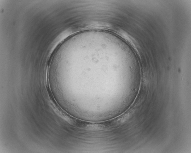 X0000081281227200701251619