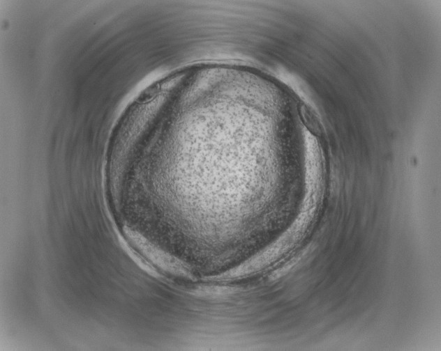 X0000081281237200701251620