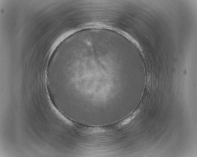 X0000081281239200701251620