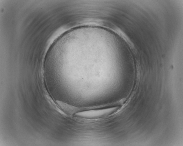 X0000081281240200701251620