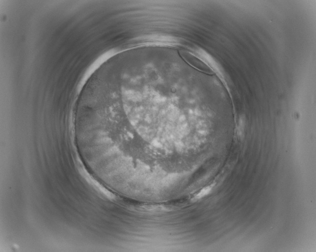 X0000081281243200701251620