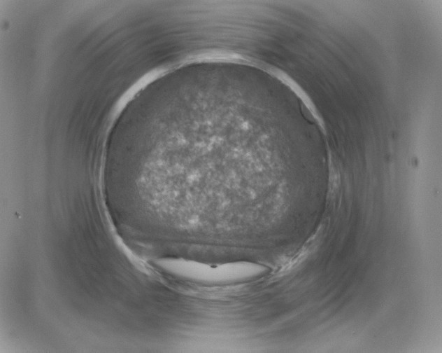 X0000081281245200701251620