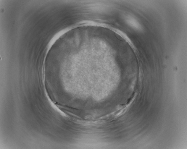 X0000081281247200701251620