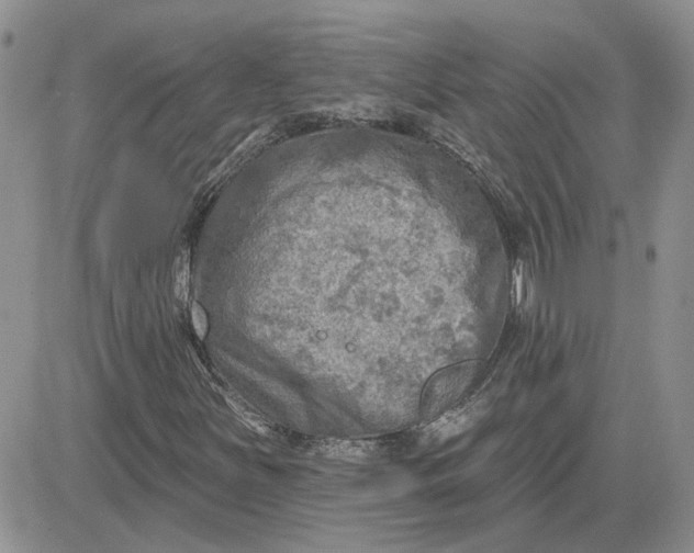 X0000081281251200701251619