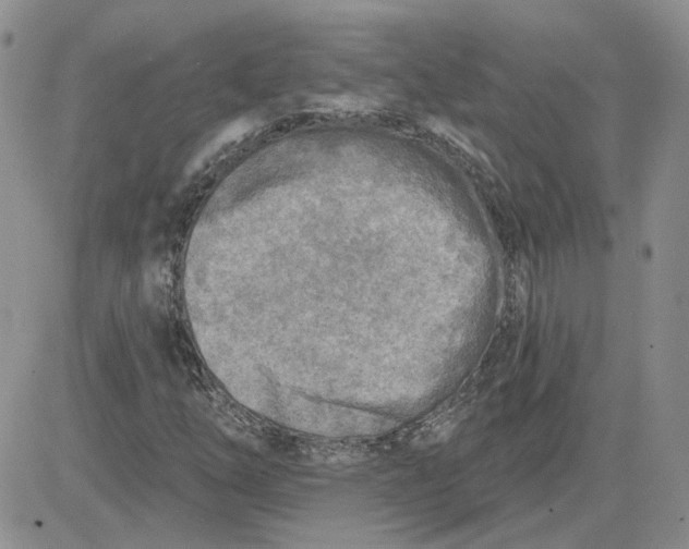 X0000081281254200701251619