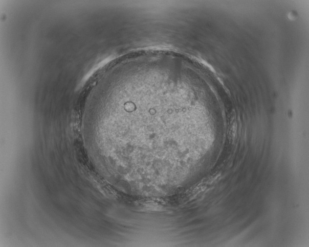 X0000081281255200701251619