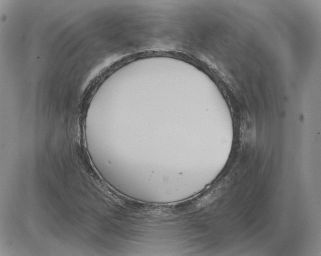 X0000081281262200701251619