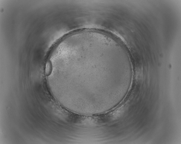 X0000081281263200701251619