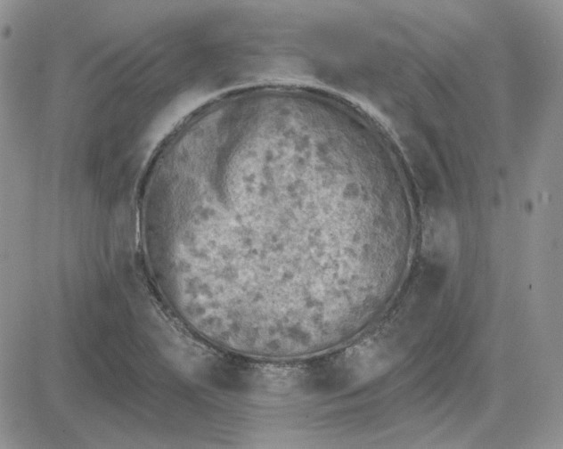 X0000081281271200701251619