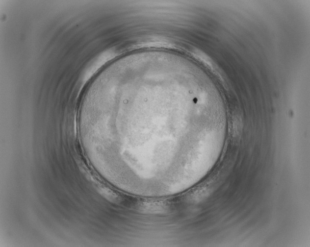 X0000081281274200701251619