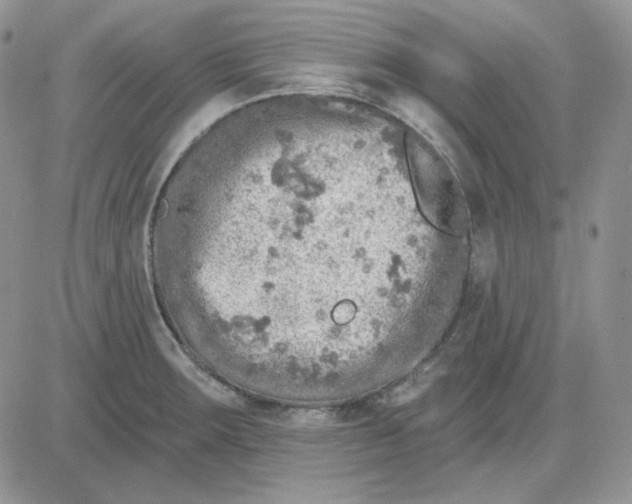 X0000081281283200701251618