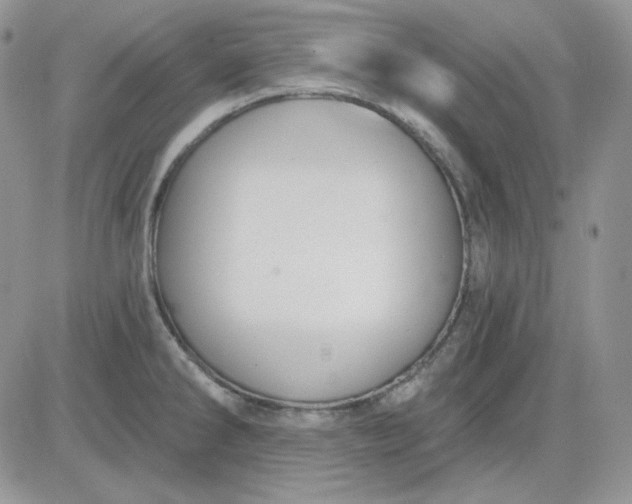 X0000081281286200701251618