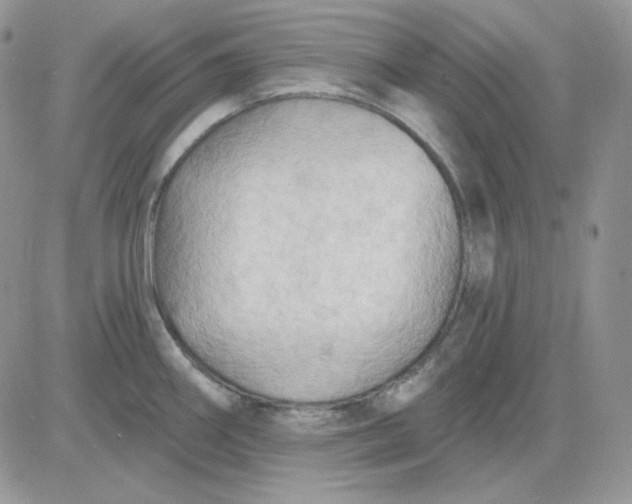 X0000081281290200701251618