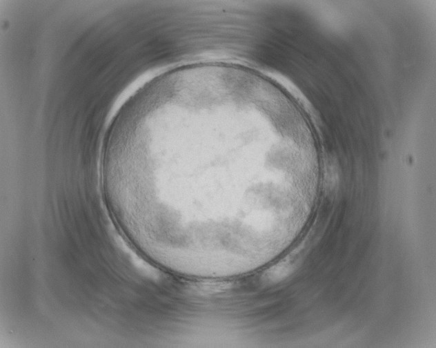 X0000081281294200701251618